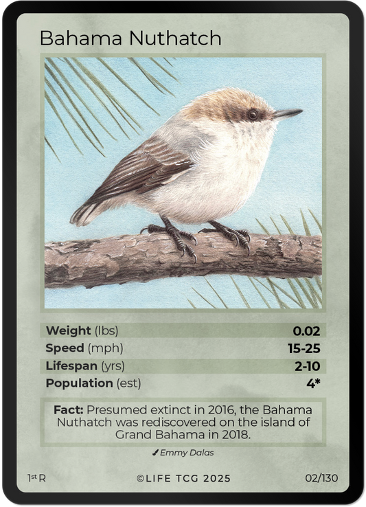 Bahama Nuthatch