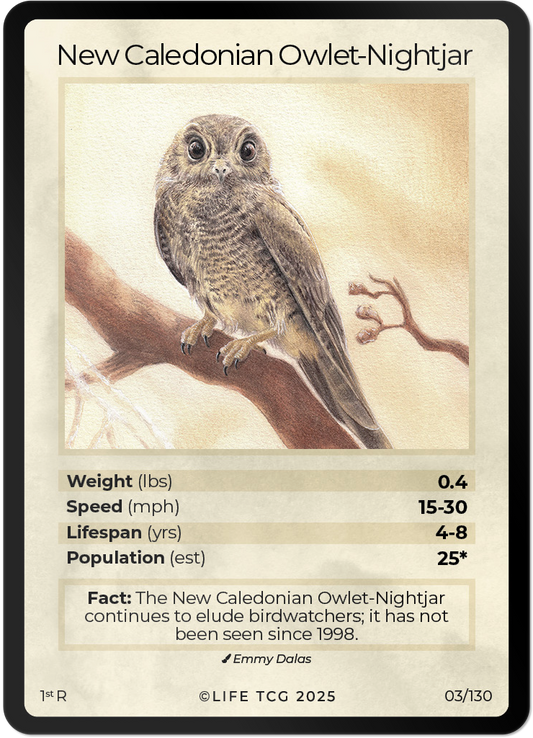 New Caledonian Owlet-Nightjar