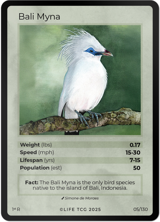 Bali Myna