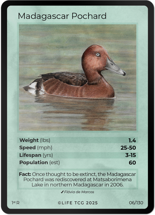 Madagascar Pochard