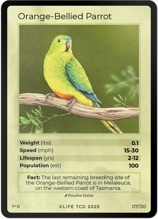 Orange-Bellied Parrot