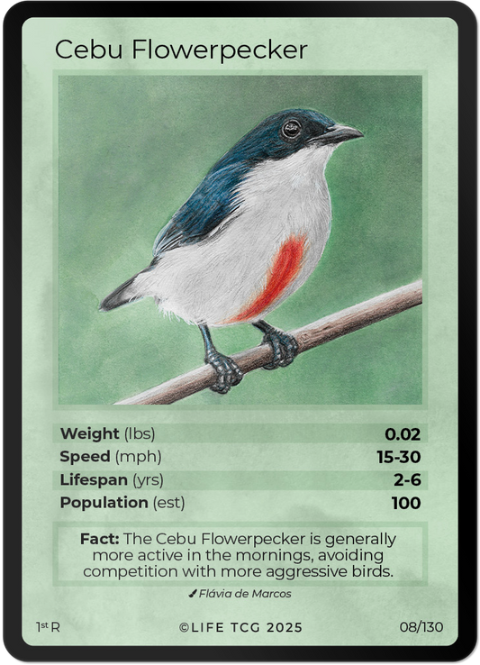 Cebu Flowerpecker