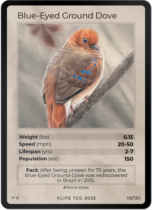 Blue-Eyed Ground Dove