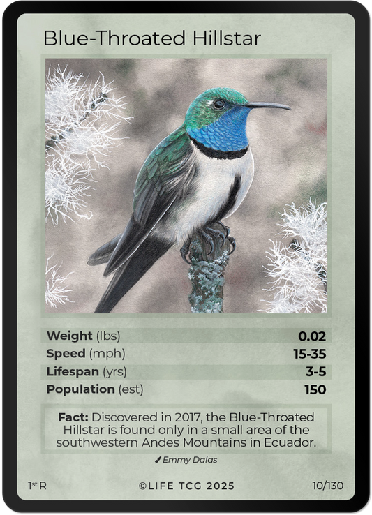 Blue-Throated Hillstar