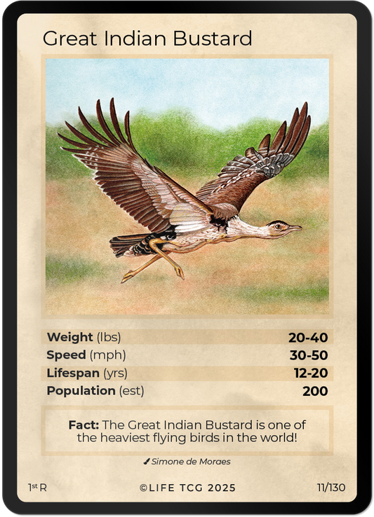 Great Indian Bustard