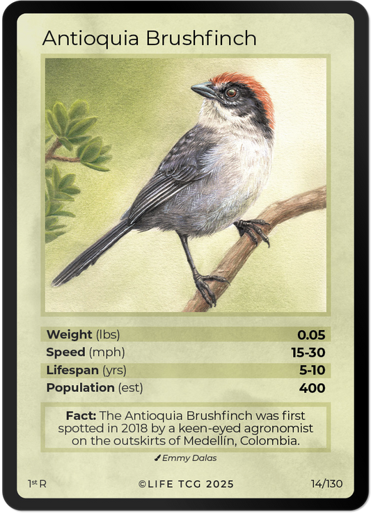 Antioquia Brushfinch