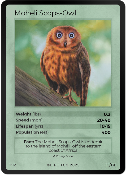 Moheli Scops-Owl