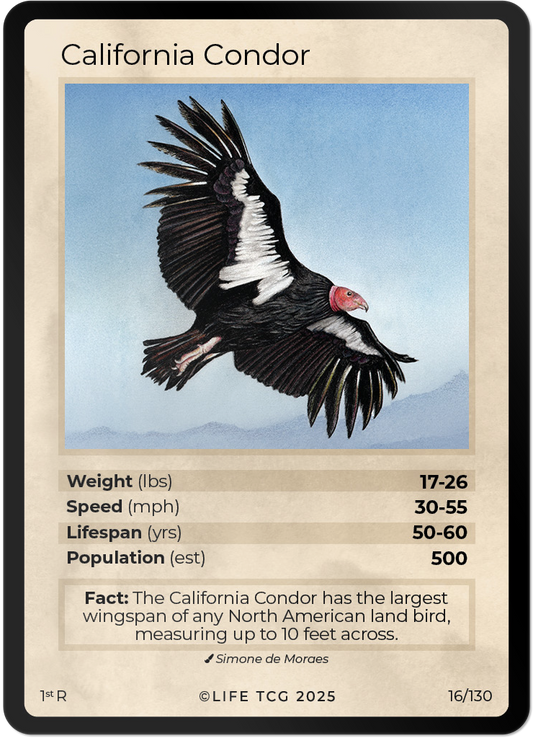 California Condor
