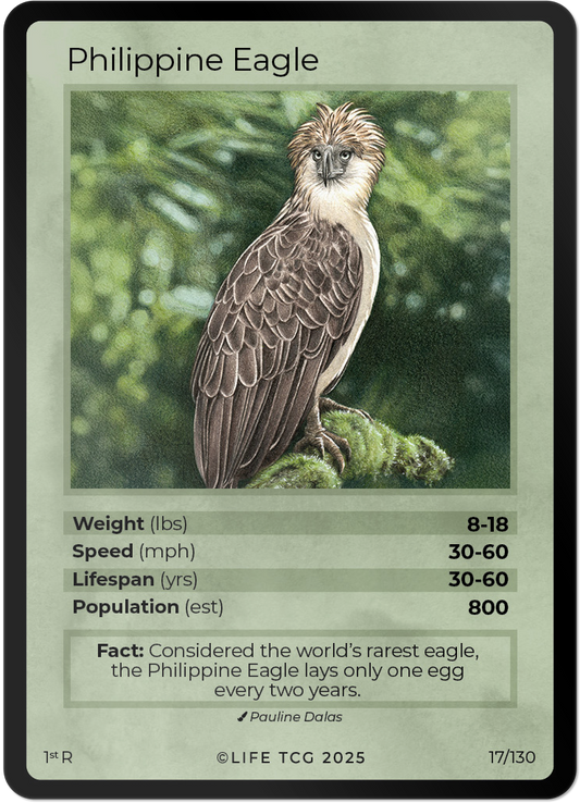 Philippine Eagle