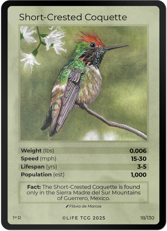 Short-Crested Coquette