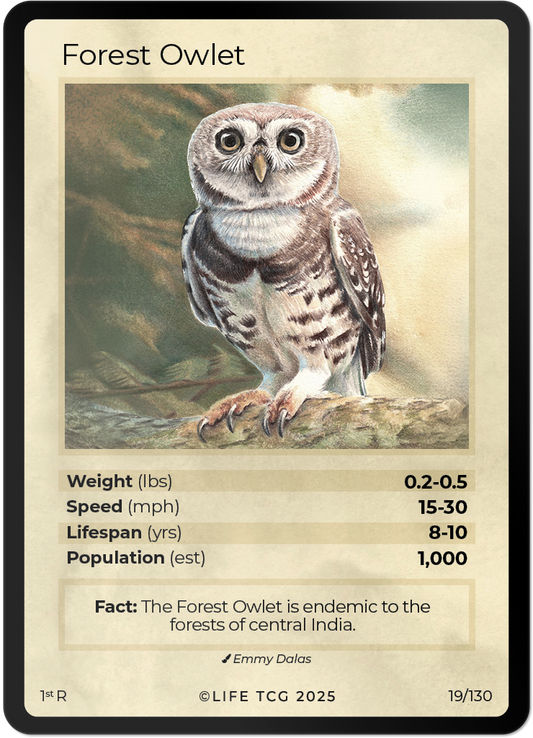 Forest Owlet