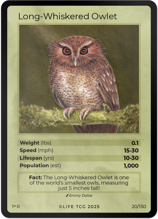Long-Whiskered Owlet