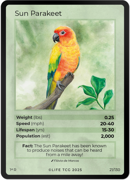 Sun Parakeet
