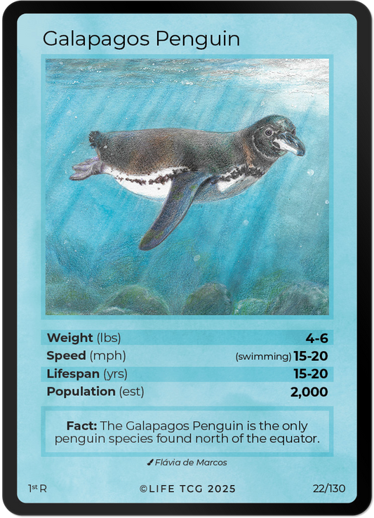 Galapagos Penguin
