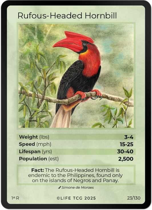 Rufous-Headed Hornbill
