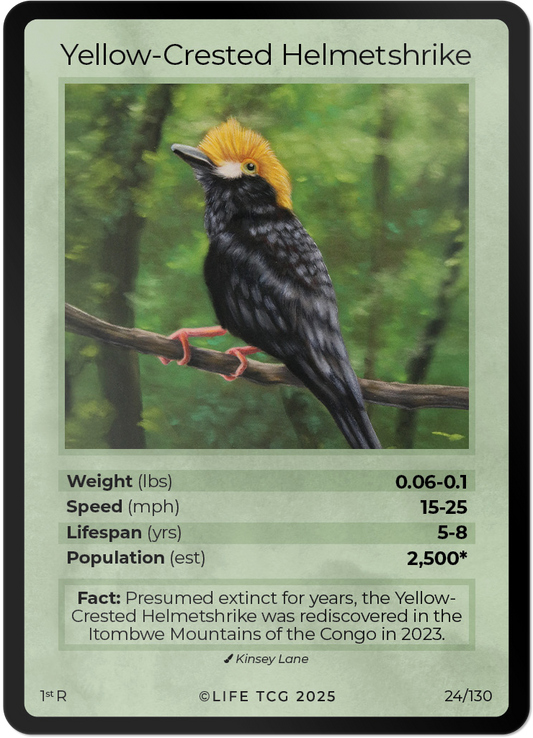 Yellow-crested Helmetshrike