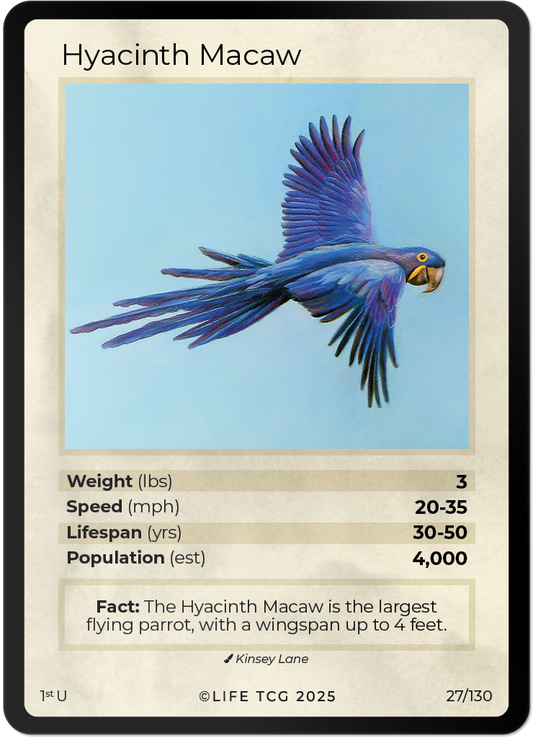 Hyacinth Macaw
