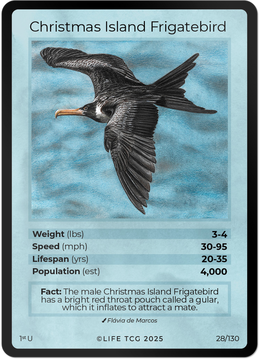Christmas Island Frigatebird