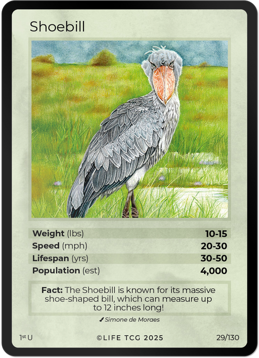 Shoebill