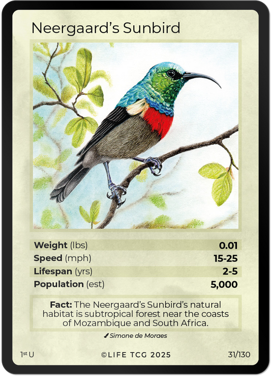 Neergaard's Sunbird