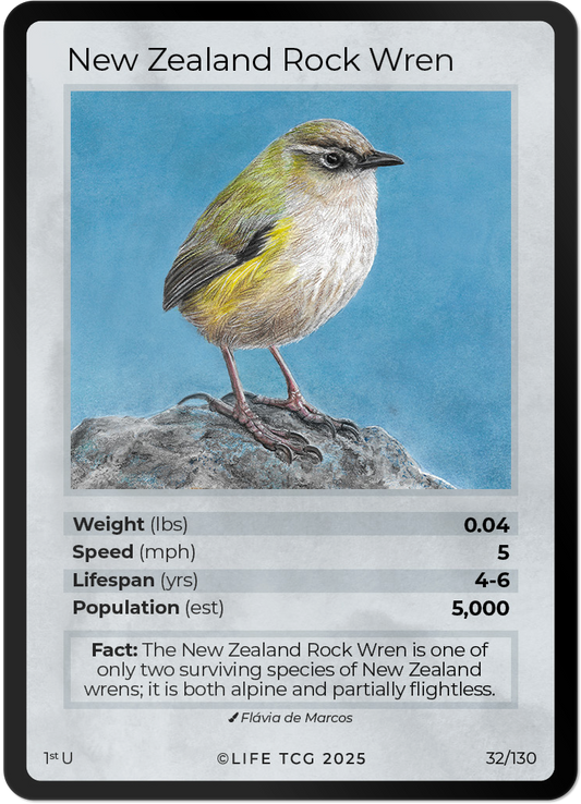 New Zealand Rock Wren