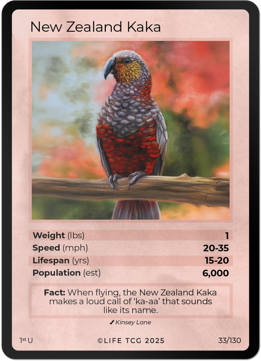 New Zealand Kaka