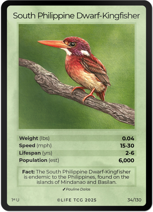 South Philippine Dwarf-Kingfisher