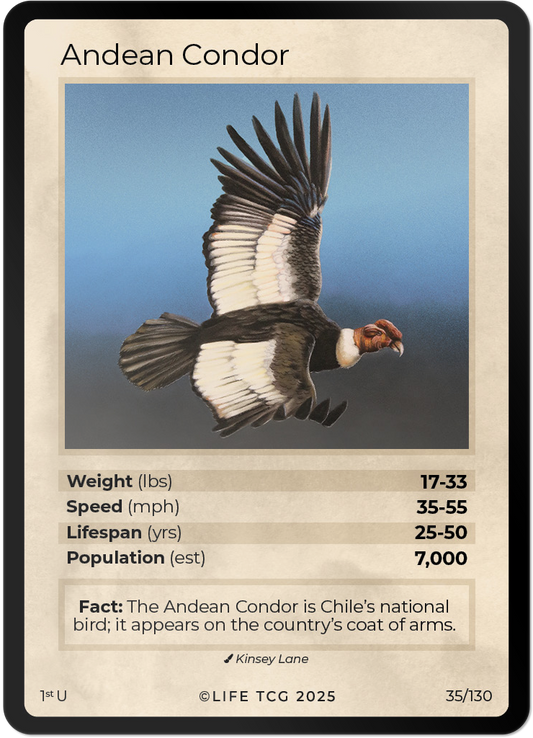 Andean Condor
