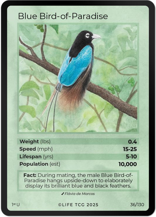 Blue Bird-of-Paradise