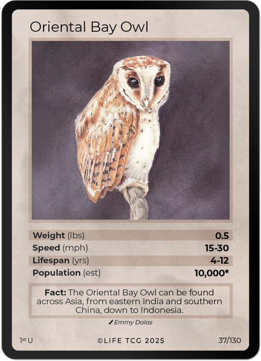 Oriental Bay Owl