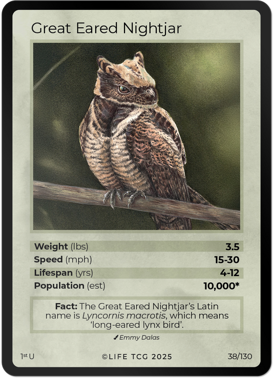 Great Eared Nightjar