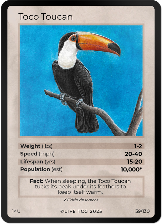 Toco Toucan