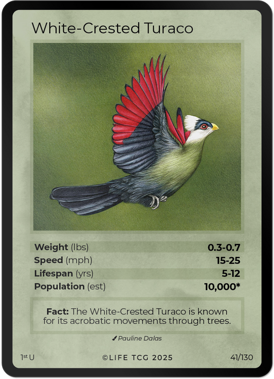 White-Crested Turaco