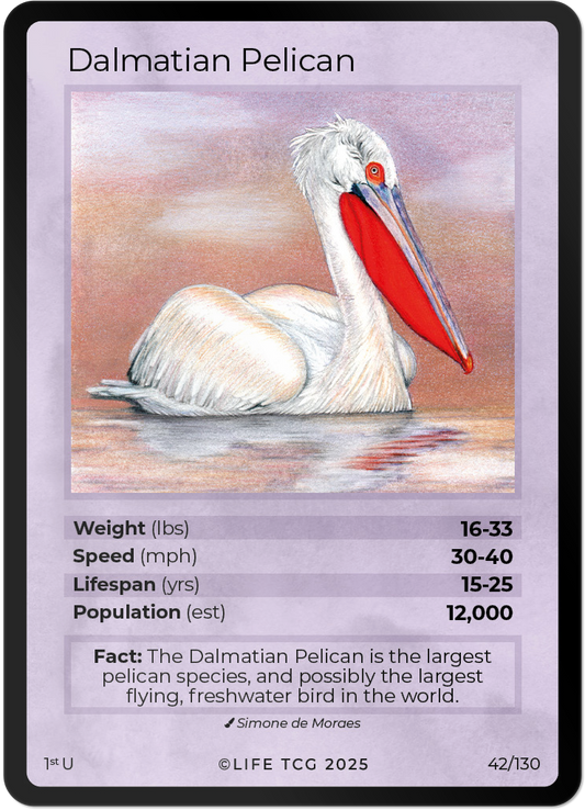 Dalmatian Pelican