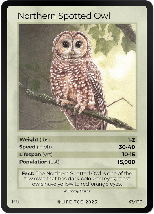 Northern Spotted Owl