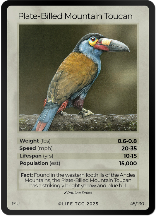 Plate-Billed Mountain Toucan