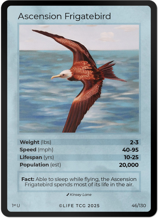 Ascension Frigatebird