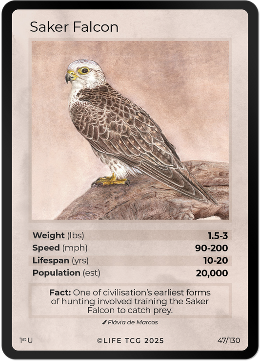 Saker Falcon