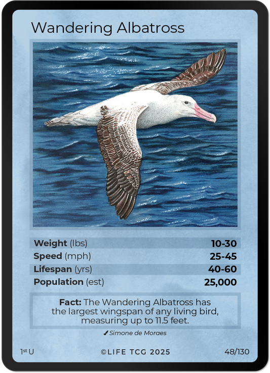 Wandering Albatross