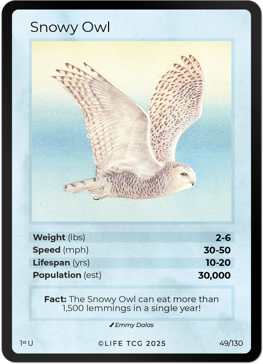 Snowy Owl