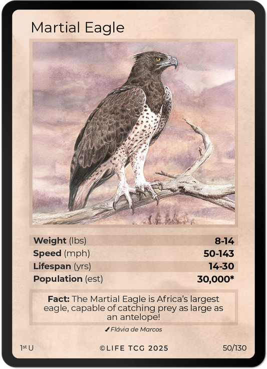 Martial Eagle