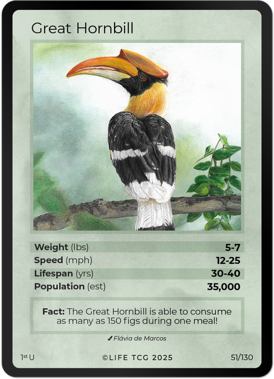 Great Hornbill