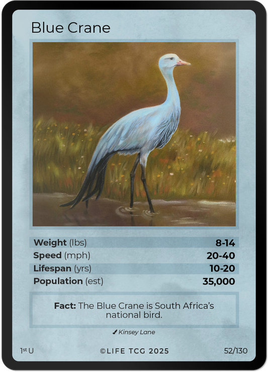 Blue Crane