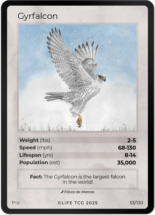 Gyrfalcon