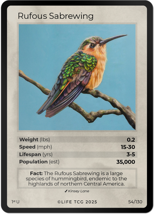 Rufous Sabrewing