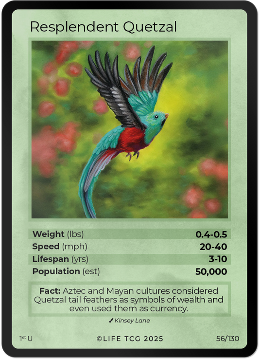Resplendent Quetzal