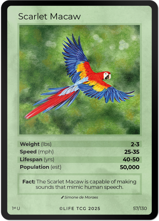 Scarlet Macaw