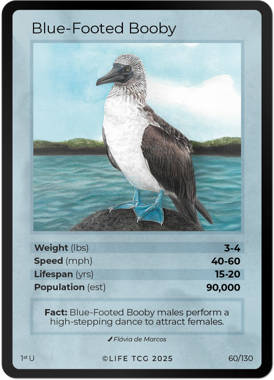 Blue-Footed Booby
