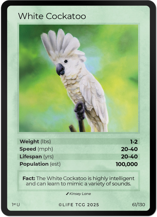 White Cockatoo