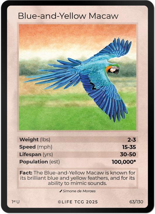 Blue-and-Yellow Macaw